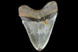 Fossil Megalodon Tooth - North Carolina #108898-2